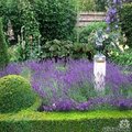 Lavandula angustifolia - lavendel