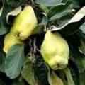 Fruit: kweepeer of Cydonia oblonga