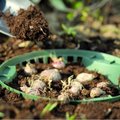 Bloembollen planten in de tuin: tips en weetjes