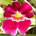Miltonia, de viooltjesorchidee