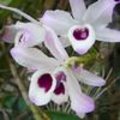 Dendrobium orchidee