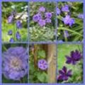 Planten voor de paarse / blauwe border aan te leggen