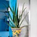 Aloe vera als kamerplant