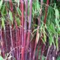 Bamboe weetjes