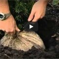 Tekst en video: planten van coniferen