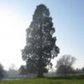 Mammoetboom, een van de grootste bomen ter wereld