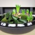 Voorjaarsschaal : bloemstuk hyacint