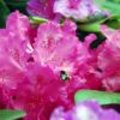 Rhododendron kleurenspektakels 