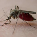 Weetjes over muggen
