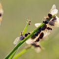 Wat zijn vliegende mieren