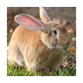 Konijnen houden in de tuin: soorten konijnen en tips