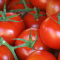 Tomaten opkweken