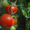 Ecomaand tomaten
