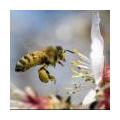 Bijenplanten top 10 in België en Nederland