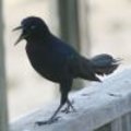 Corvus hooligandus?