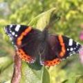 De meestvoorkomende vlinderlokkende planten in België en Nederland