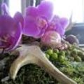 Rond tafelstuk met Phalaenopsis