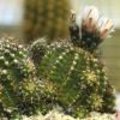 De ene cactus is de andere niet… maar prikken doen ze allemaal, of toch niet!