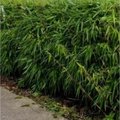 Problemen met woekerende bamboe