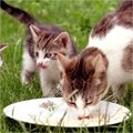 Voeding voor je kat