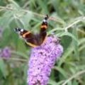 Vlinders lokken naar je tuin met vlinderstruik