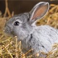 Soorten voeding voor konijnen