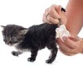 Diarree bij katten: oorzaken en verhelpen