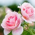 3 Tips om uw rozen een nieuwe boost te geven