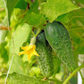 Augurken zijn geen komkommers: telen en bereiden