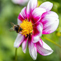 Bloembollen voor gelukkige bijen