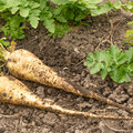 De moestuin in januari