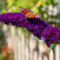 Vlinderstruik, de plantgids