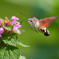 De kolibrievlinder lokken naar je tuin