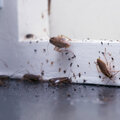 Kakkerlakken in huis: herkennen en bestrijden