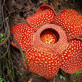 Rafflesia tuan-mudae: de wonderlijke reuzenbloem