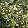 De mythe van de maretak of mistletoe