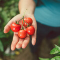 Tomatenplaag bij tomaten
