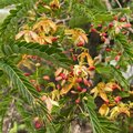 Tamarindus indica - tamarinde