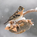 Vogels herkennen: gasten uit het noorden