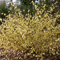 Winterbloeiers in de tuin