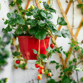 Zelf aardbeien kweken: zaaien, planten en stekken
