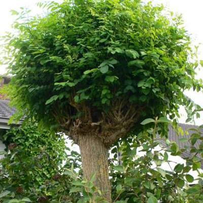 Robinia pseudoacacia ‘Umbraculifera’ (bolacacia of kogelacacia)