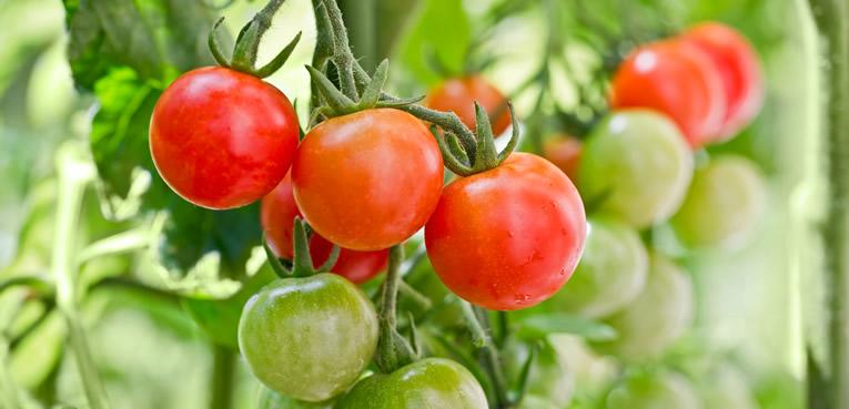 Zelf tomaten kweken en kruiden zaaien