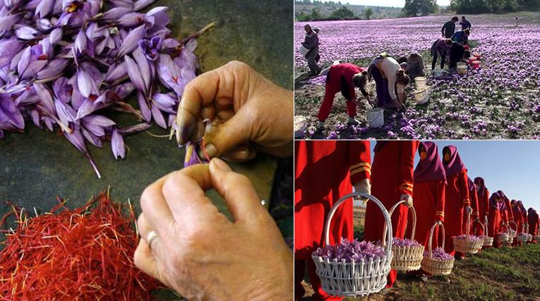 Saffraan kweken en oogsten in Iran