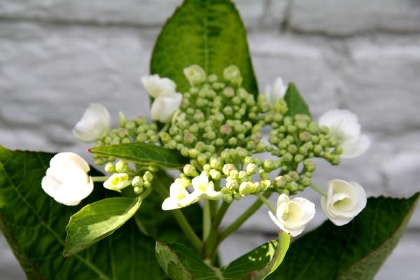 teller hortensia - hortensia bloemen