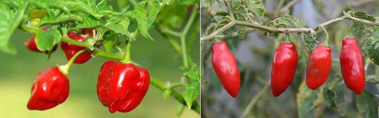 Pepers link: Capsicum chinense, rechts: Capsicum pubescens