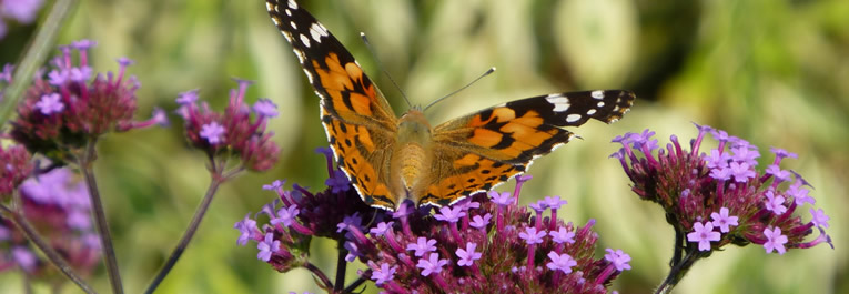 Verdrag Wortel Kapper Bloemen voor vlinders, Ijzerhard – Verbena bonariensis.