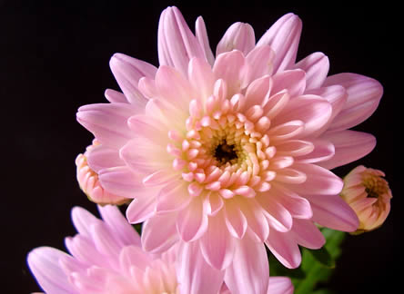 Chrysanthemum een langhoudbare snijbloem in de vaas