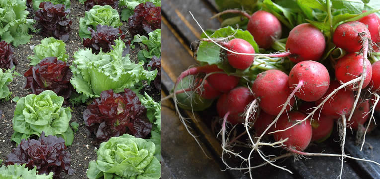 compressie Manhattan Misbruik Top 5 van eenvoudigste groenten voor beginners - Tuinadvies