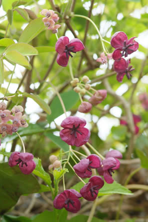 restjes Watt Aanwezigheid Klimplanten beter bekeken - Tuinadvies